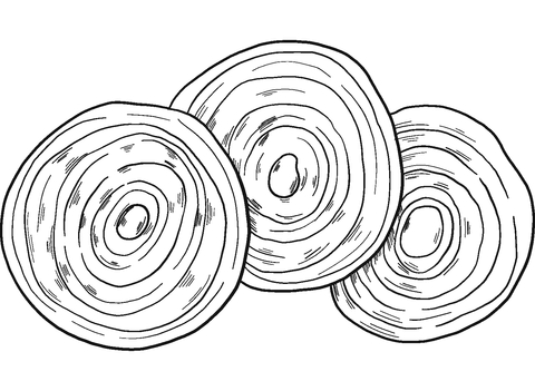 Slices Of Onion Coloring Page